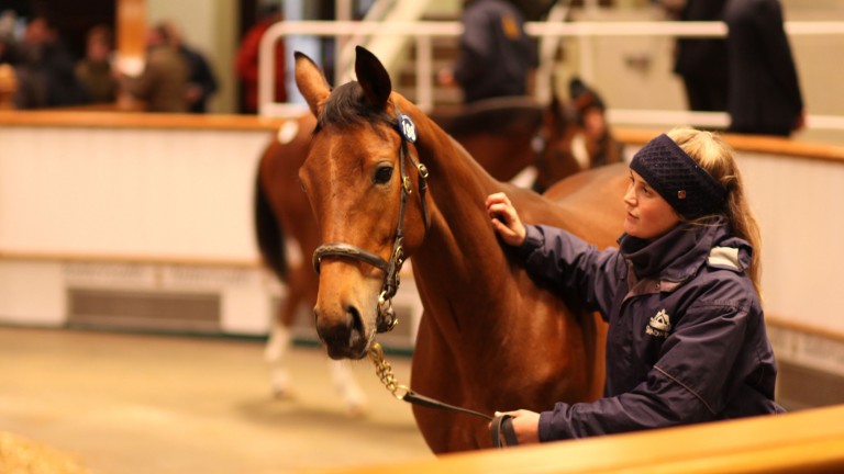 Lot 198: the Teofilo filly out of Dubai Fashion sells for 135,000gns