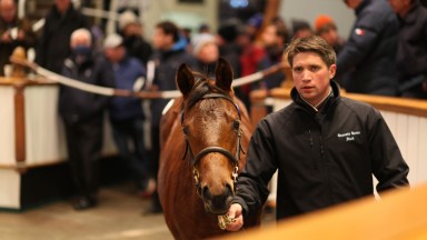 Lot 965: David Hegarty leads the 1,800,000gns Dubawi colt out of Madonna Dell'orto