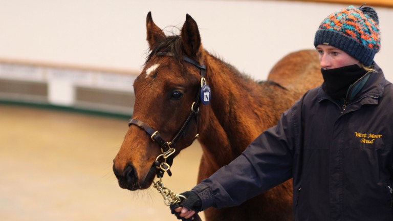 West Moor Stud's Dark Angel filly will now be in the ownership of Simon Chappell