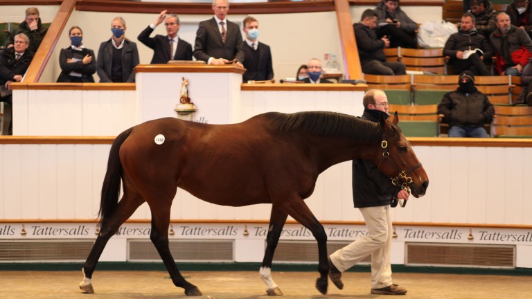 Lot 1,418: Crimson Rock tops the opening session of the December Mares Sale at 450,000gns
