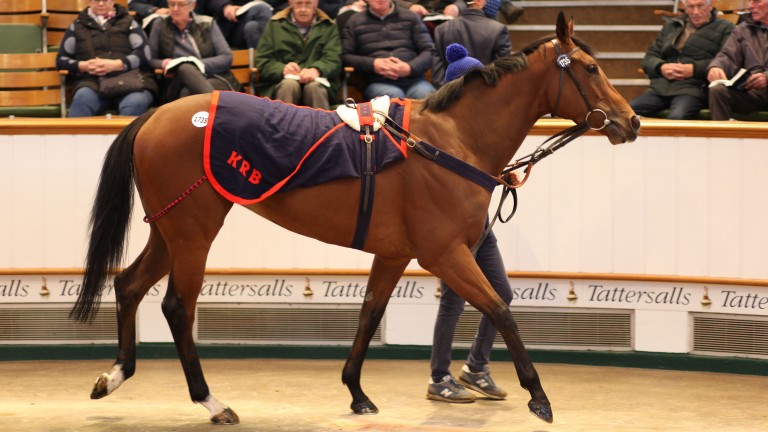 Dandalla in the ring as she was sold to Japanese interests for 750,000gns