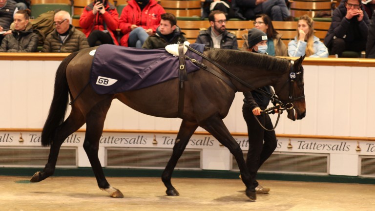 Oaks second Mystery Angel sells for 500,000gns to Haruya Yoshida at Tattersalls
