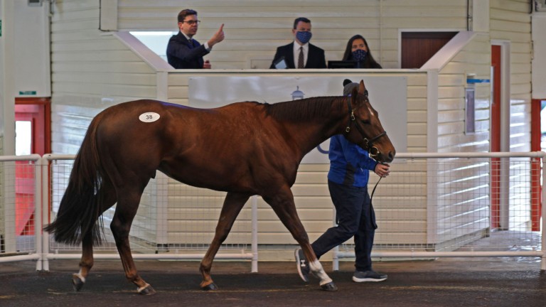 Two-year-old Sen Ding in front of the auctioneer's rostrum at Tattersalls Ascot