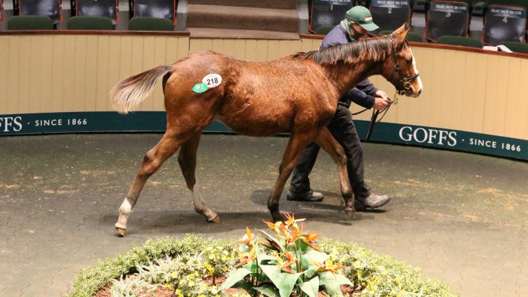 Lot 218, the Crystal Ocean colt with a deep page, sold for €80,000