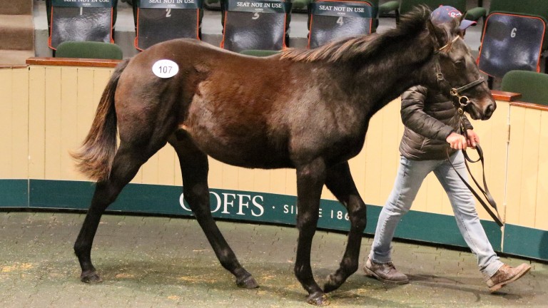 Ashwood Stud's half-brother to Impact Factor in the Goffs sales ring