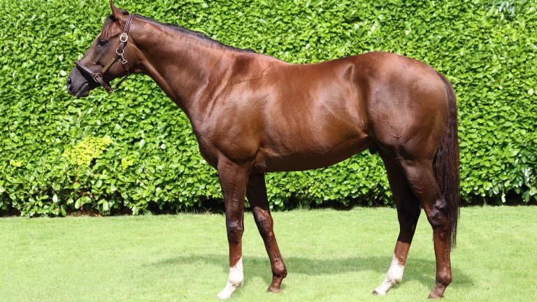 New Bay, pictured at Ballylinch Stud, boasts an outstanding strike-rate in Europe