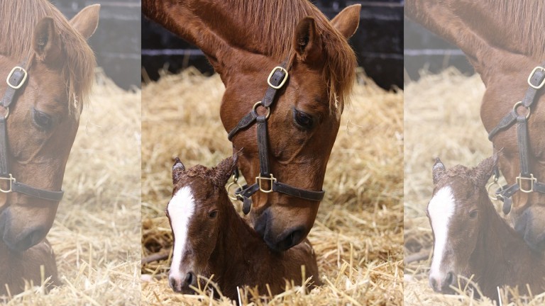 Juddmonte's first foal of 2022, a Belardo filly out of the Listed-placed Bated Breath mare Hold True
