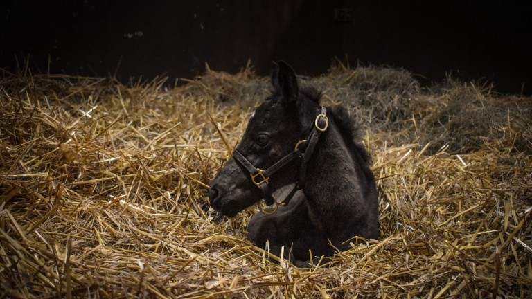 Al Shaqab Racing's Wooded filly born on Tuesday at Haras de Bouquetot