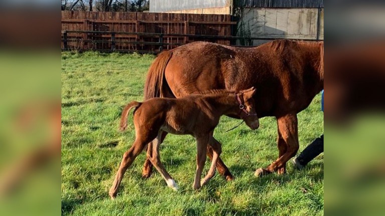 Yeomanstown Stud's Shaman colt out of the Listed-placed Wings Of The Rock