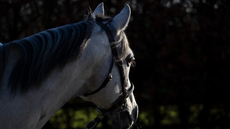 Il figlio stallone di Scott Daddy, El Kabir, è destinato a lavorare in Italia  Notizie Bloodstock