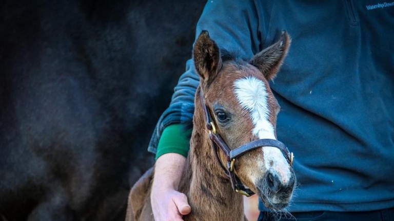 Watership Down Stud's Kameko filly out of War Front mare Willabell