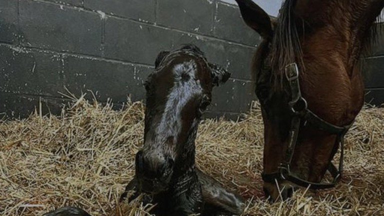 Gestüt Görlsdorf's Sea The Moon filly out of Lord Of England mare Fanny