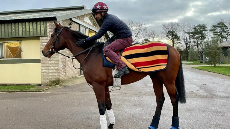 Trident has settled in well to his temporary home in Newmarket