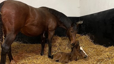 Oakgrove Stud's Bated Breath colt out of Queen Kazeem