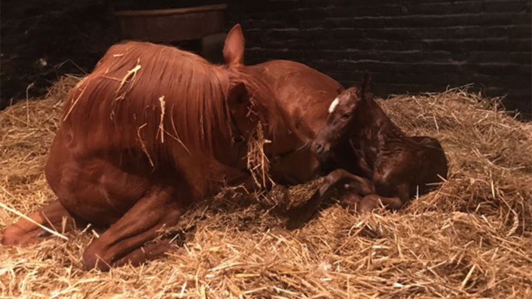 Anna Nerium welcomes her colt foal by Lope De Vega