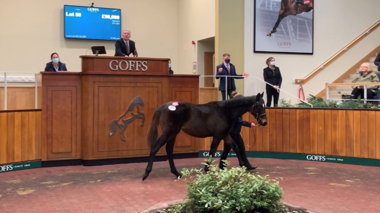 Molland Ridge Stud's No Risk At All filly tops the opening day of the Goffs UK January Sale at £56,000