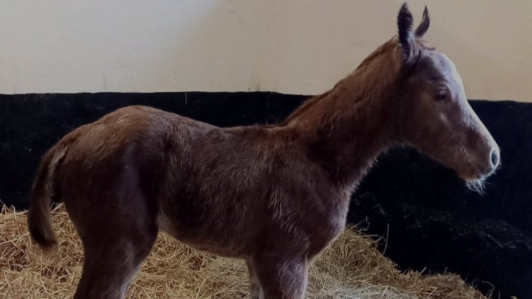 Stall Parthenaue's Lope De Vega filly out of Lips Arrow