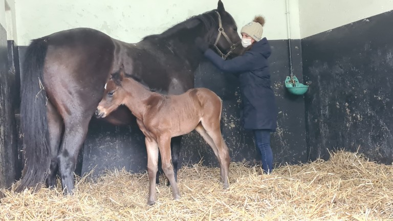A colt foal by top-class sprinter Hello Youmzain and out of Quara