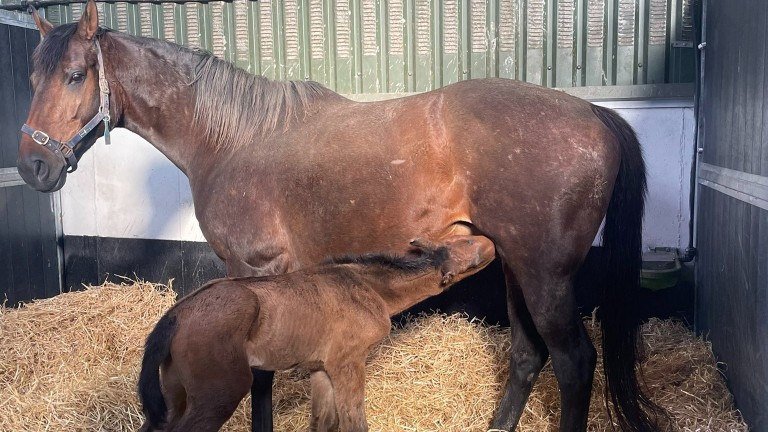 Coolmara Stables' Harzand filly out of Saint Des Saints mare Cool Saint, a full-sister to Irish Saint