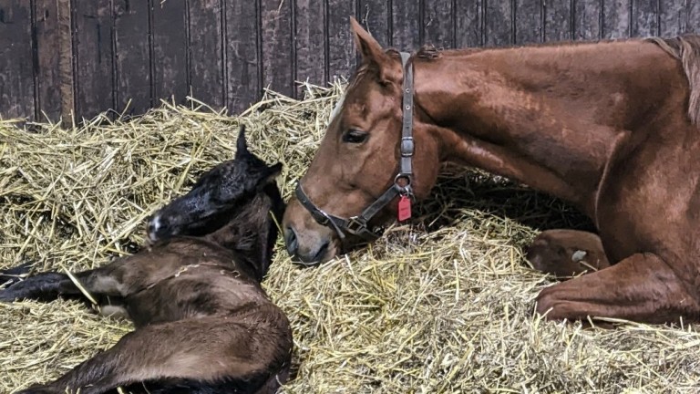Geranium meets her first foal, a colt by Territories, at Fonthill Stud