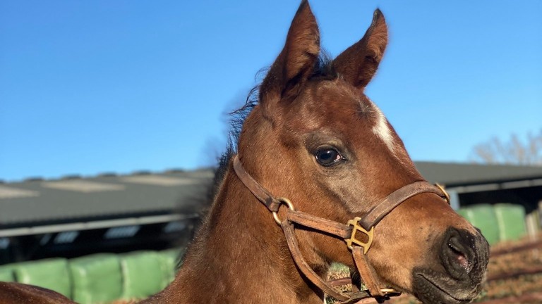 Tweenhills' Zoustar foal poses for the camera
