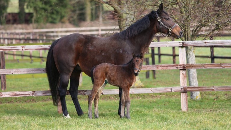 Juddmonte Farms' Kingman filly out of Tempera