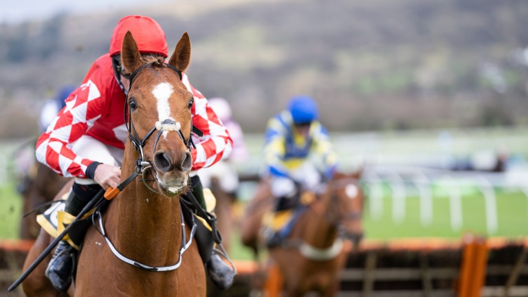 Pied Piper (Davy Russell) clears last flight to win Juvenile HurdleCheltenham 29.1.22 Photo: Edward Whitaker