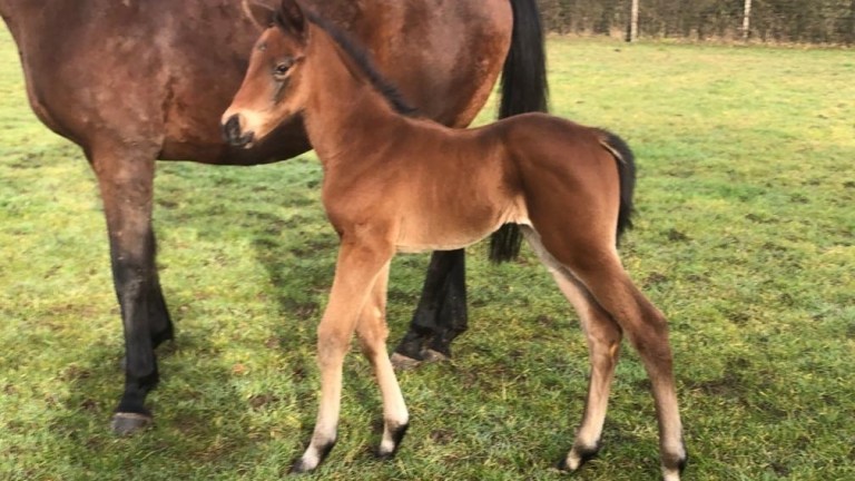 Des Thurlby's Golden Horn filly out of Meet Me Halfway, who was born at Genesis Green Stud on 24 January