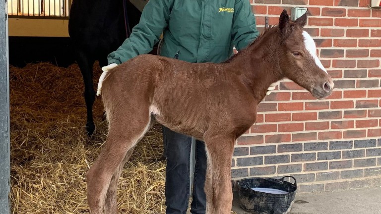 St Albans Bloodstock’s Nathaniel filly out of Souila
