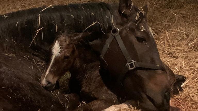 Beau Nuage greets her first foal, a colt by River Boyne, at Tara Stud