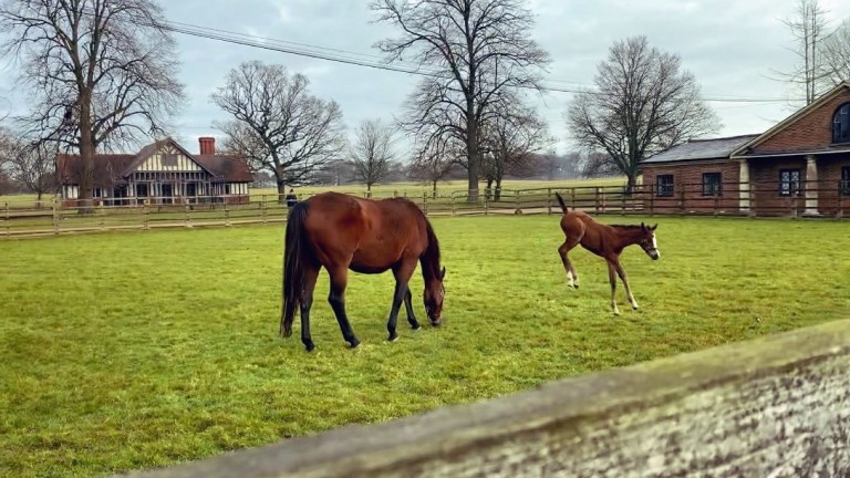 A Galloway Stud foal is rapidly finding their feet out in the paddocks