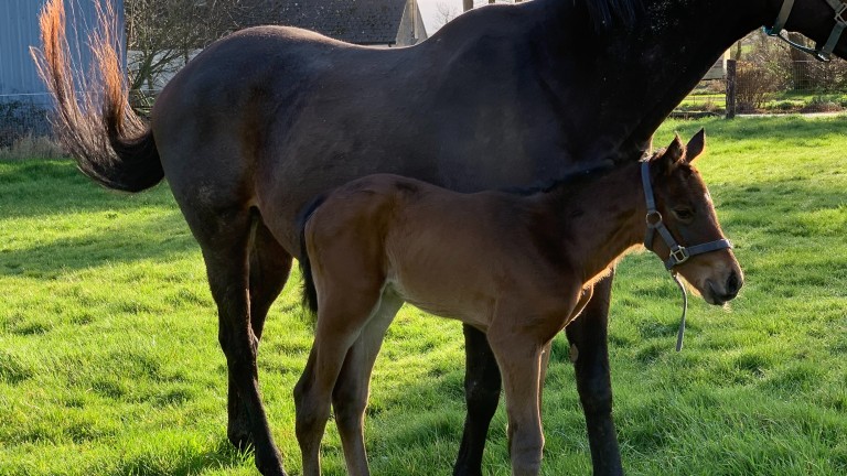 John Quigley's King Of Change colt out of seven-time winner Table Forty Six