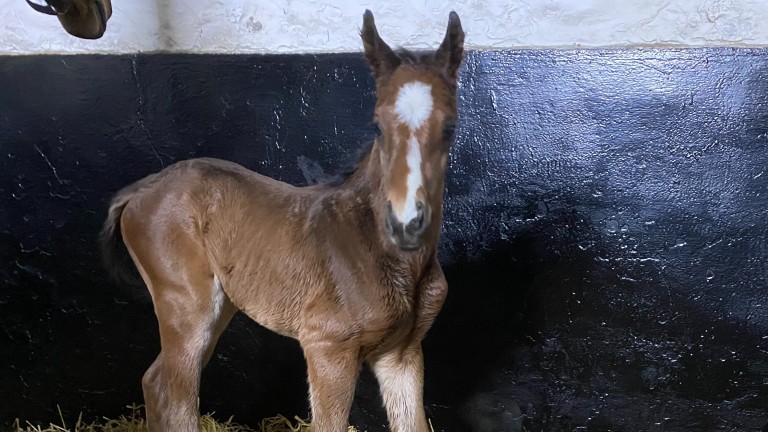 A Portamento colt out of the Jazil mare Manbaa born at Hedgeholme Stud