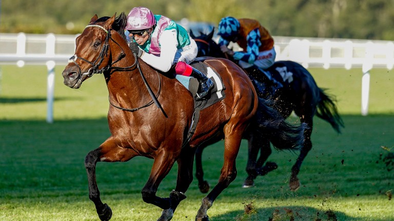 Kingman's half-brother Sunray Major looks to bounce back in the Lincoln