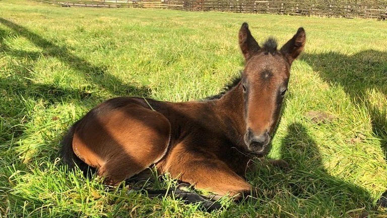 Elwick Stud's Bated Breath filly out of Reachforthestars