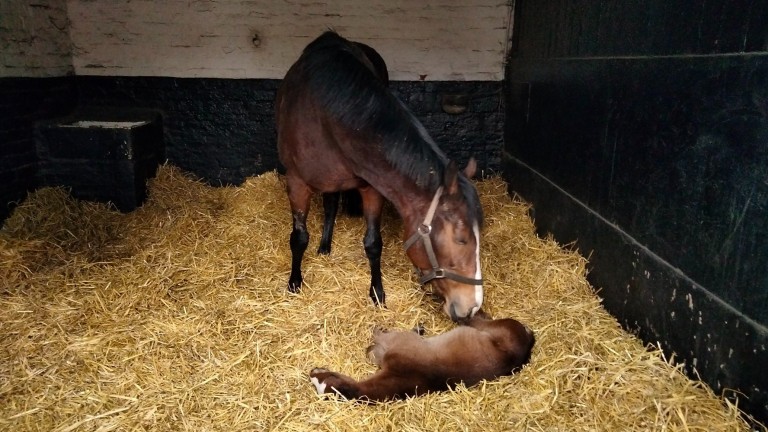 Norton Grove Stud's Acclamation colt out of Ladies Dream