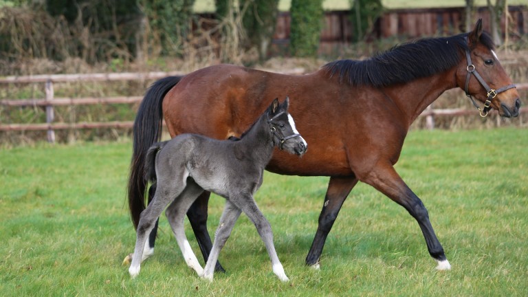 Juddmonte Farms' Kameko foal out of the Group 2-placed Dansili mare Chaleur