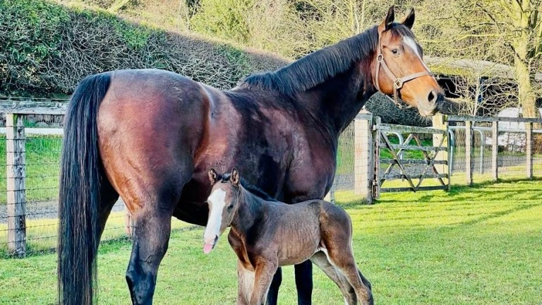 Sally Aston's Blue Point colt out of Excellent Times