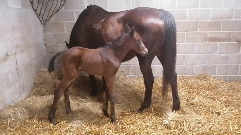 Ashroe Stud's Walk In The Park filly out of Morning Supreme