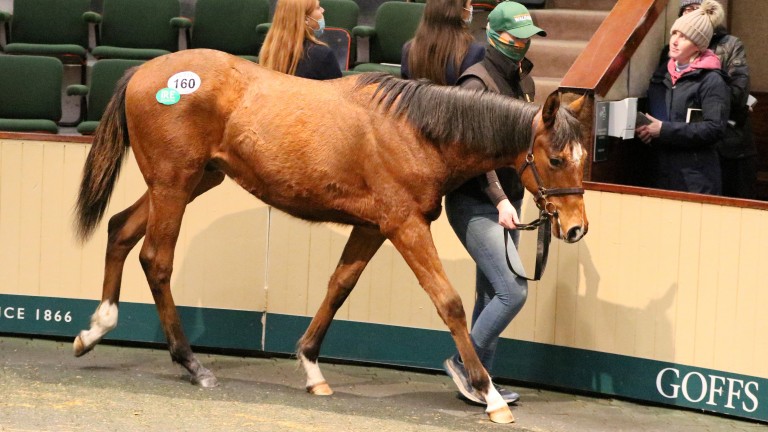 Lot 160, the Waldgeist colt out of Modeeroch from Ballylinch Stud who was purchased for €85,000 by Ronald Rauscher