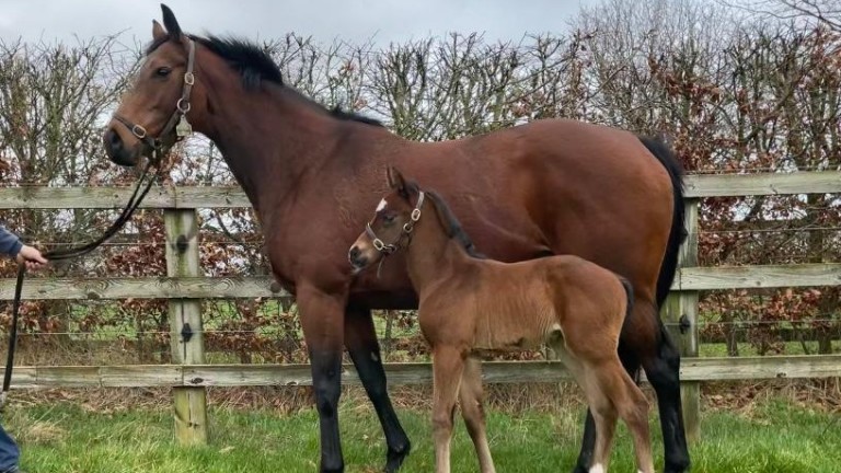 Craig and Laura Buckingham's first foal of the season, who was born on February 3 - he is a "lovely" Churchill colt out of their mare Aleneva, who will now be covered by Magna Grecia