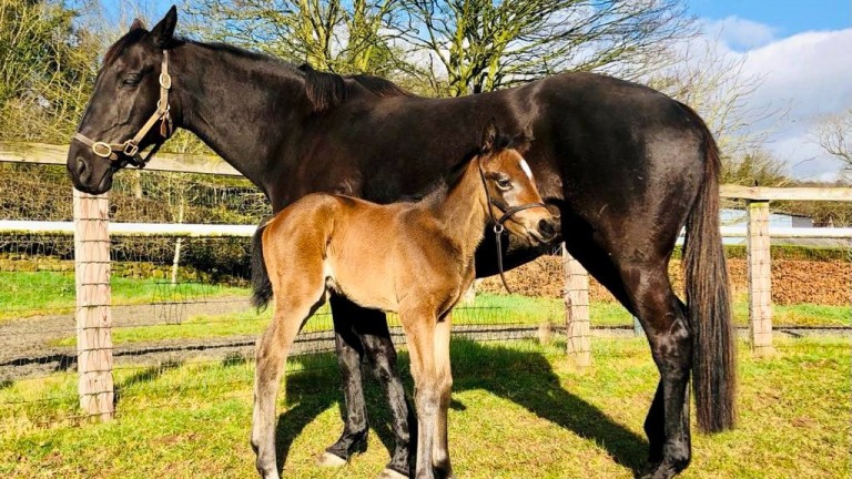 Sally Aston's Crystal Ocean filly out of Forever Present
