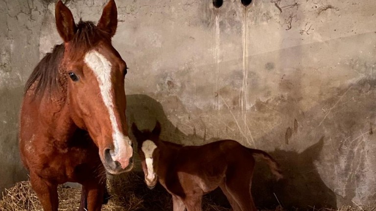 This flashy filly foal was born last night in Arles, County Laois, and is out of the winning Bated Breath mare Every Breath