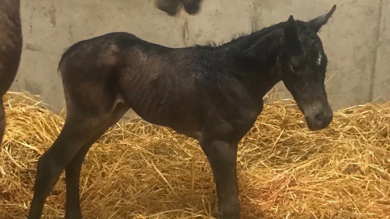 Nicola Rowland and Ian Thompson's Farhh filly out of Celeste