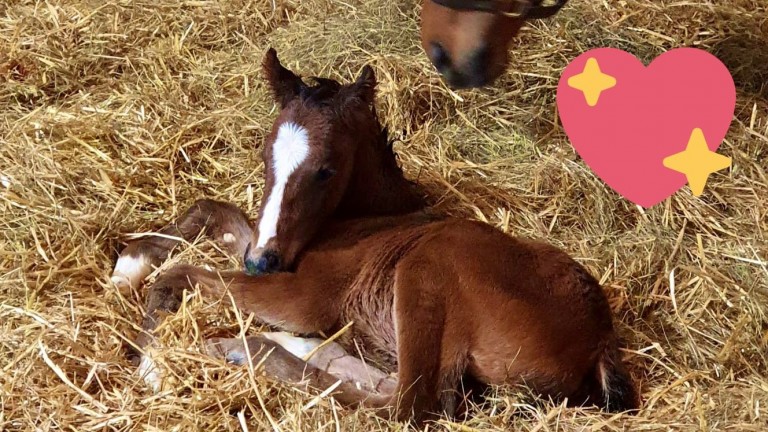 Lizzie Oseman's Due Diligence filly out of Bertorizzia