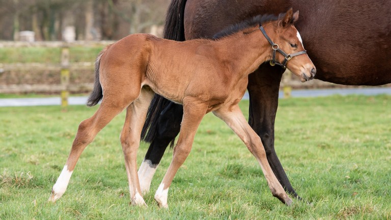 This outstanding colt is one of the first foals by world champion three-year-old Sottsass and was born at Coolmore on February 3. He is out of We Are Ninety, a Stakes winner from the family of Group 1 winners Listen, Sequoyah and Henrythenavigator.