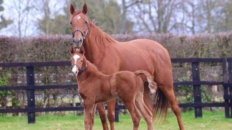 A Kameko colt at Hillwood Stud, the first foal out of Sun Tide, a half-sister to six-time Group or Grade 1 winner Midday