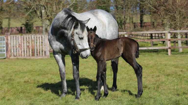 Juddmonte Farms' Frankel filly out of Red Impression, the first foal out of the daughter of Dark Angel