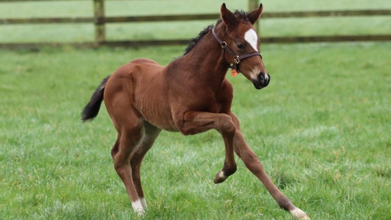 The Irish National Stud's Invincible Spirit filly out of winning Dubawi mare Across The Sea