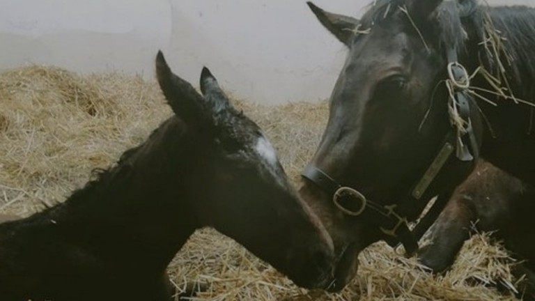Gestüt Görlsdorf's Le Havre filly out of Sea The Gold, a half-sister to Sea The Moon